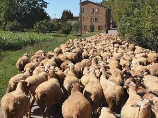Poesía: “Respetad el campo”